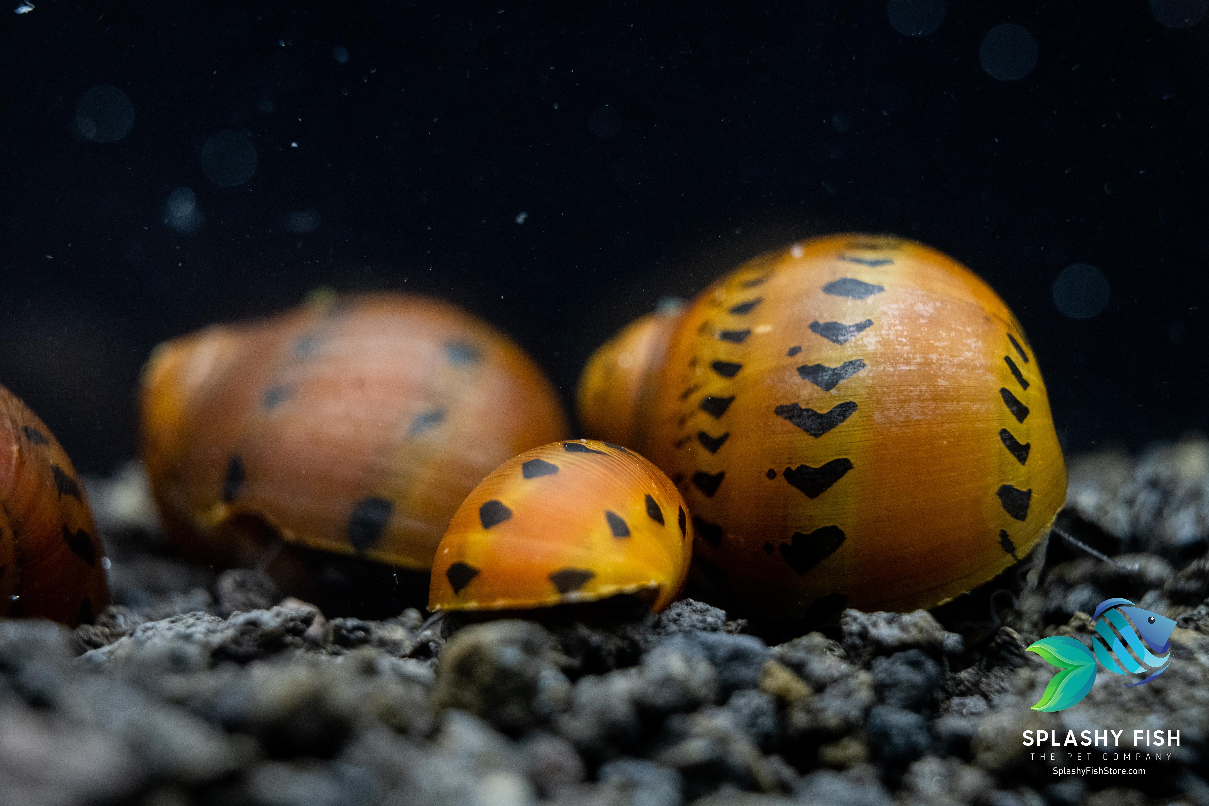Red Racer Striped Nerite Snail For Sale | Splashy Fish | Live Freshwater Snail | Aquarium Snail
