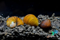 Military Helmet Nerite Snail