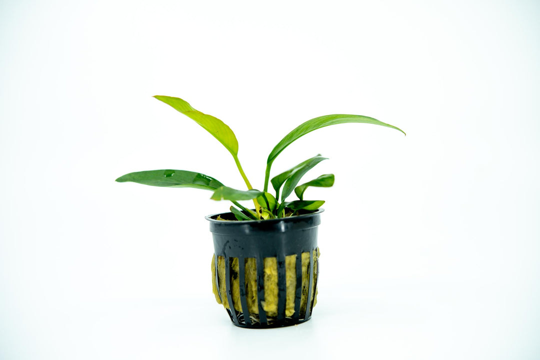 Anubias Nancon, anubias, anubias plant, anubias aquarium plant, anubias aquarium, anubias plants, anubias aquatic plant, anubias types, anubias for sale, types of anubias, anubias plant for sale