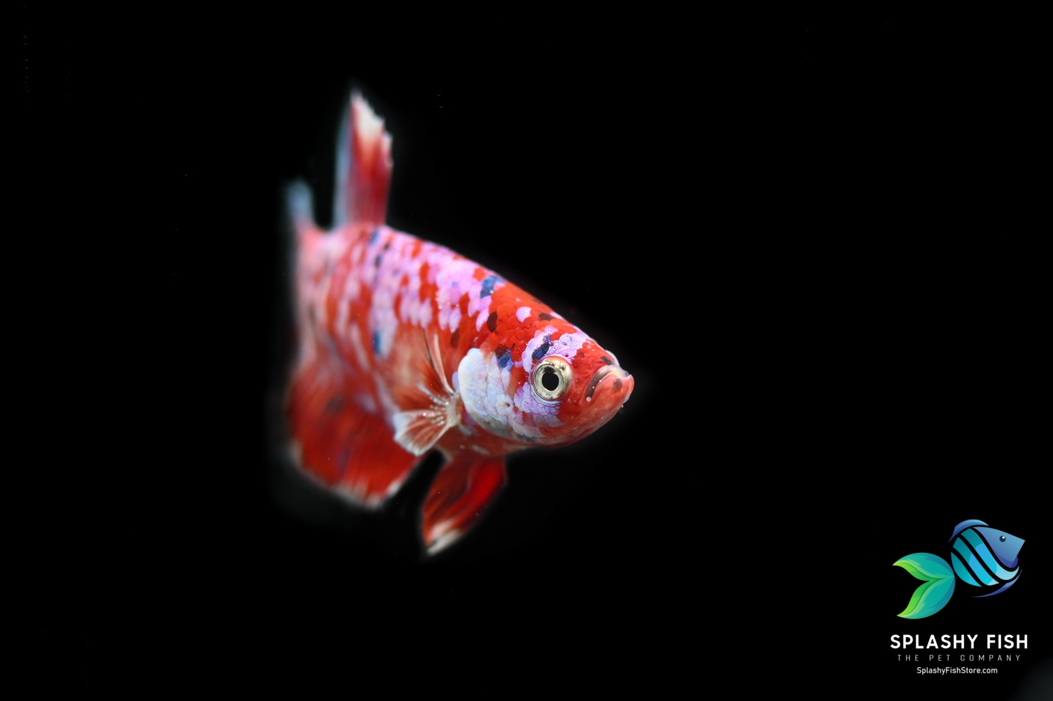 Koi Galaxy Halfmoon Plakat Betta Fish