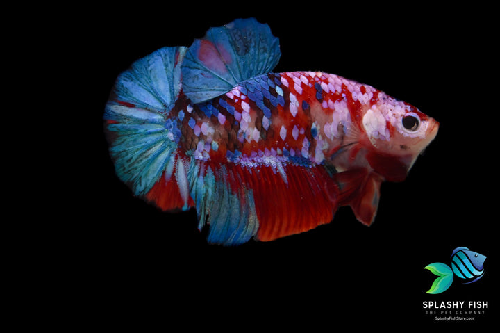 Koi Galaxy Halfmoon Plakat Betta Fish
