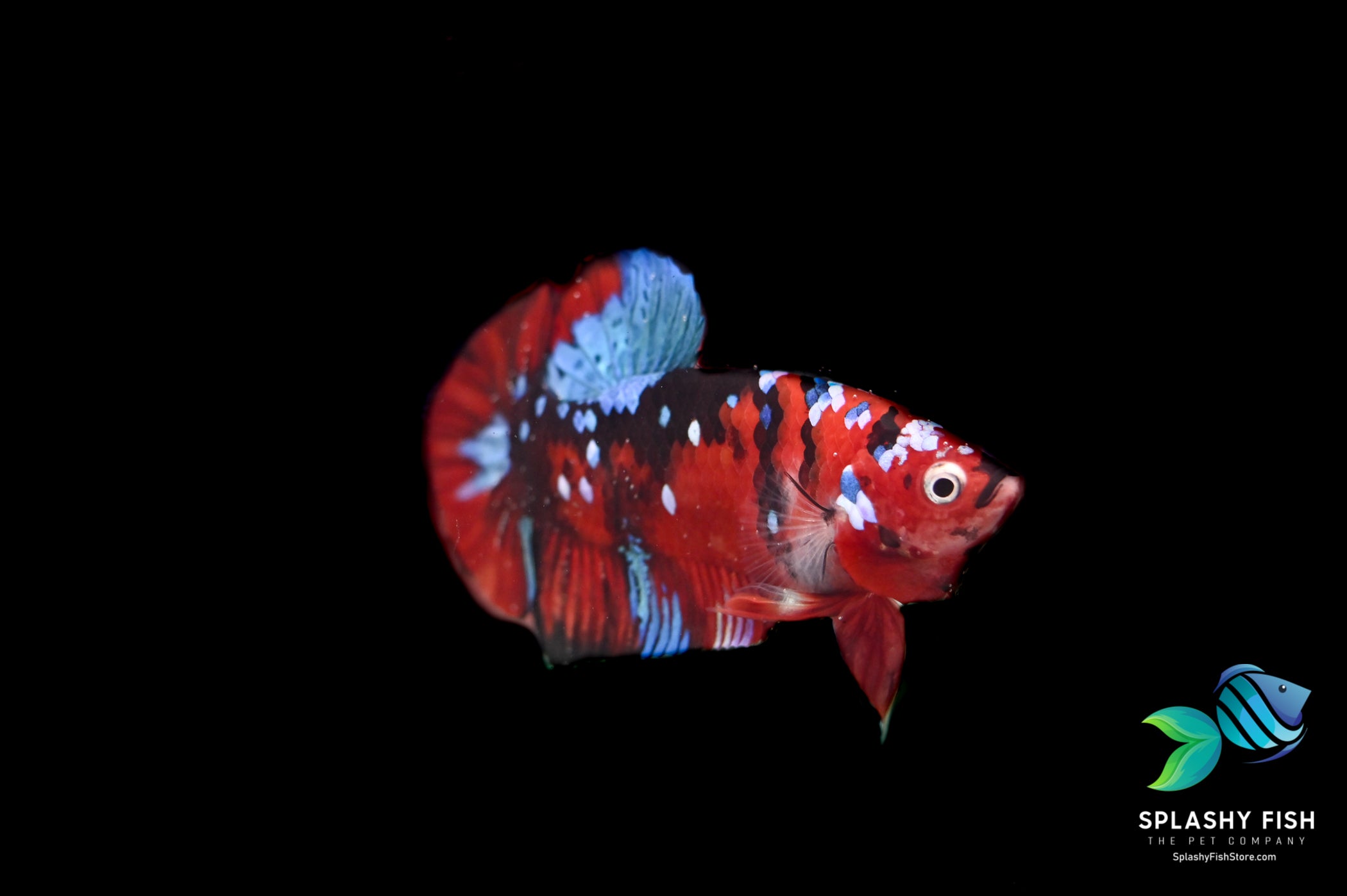 Red Koi Betta Fish with white and blue marble