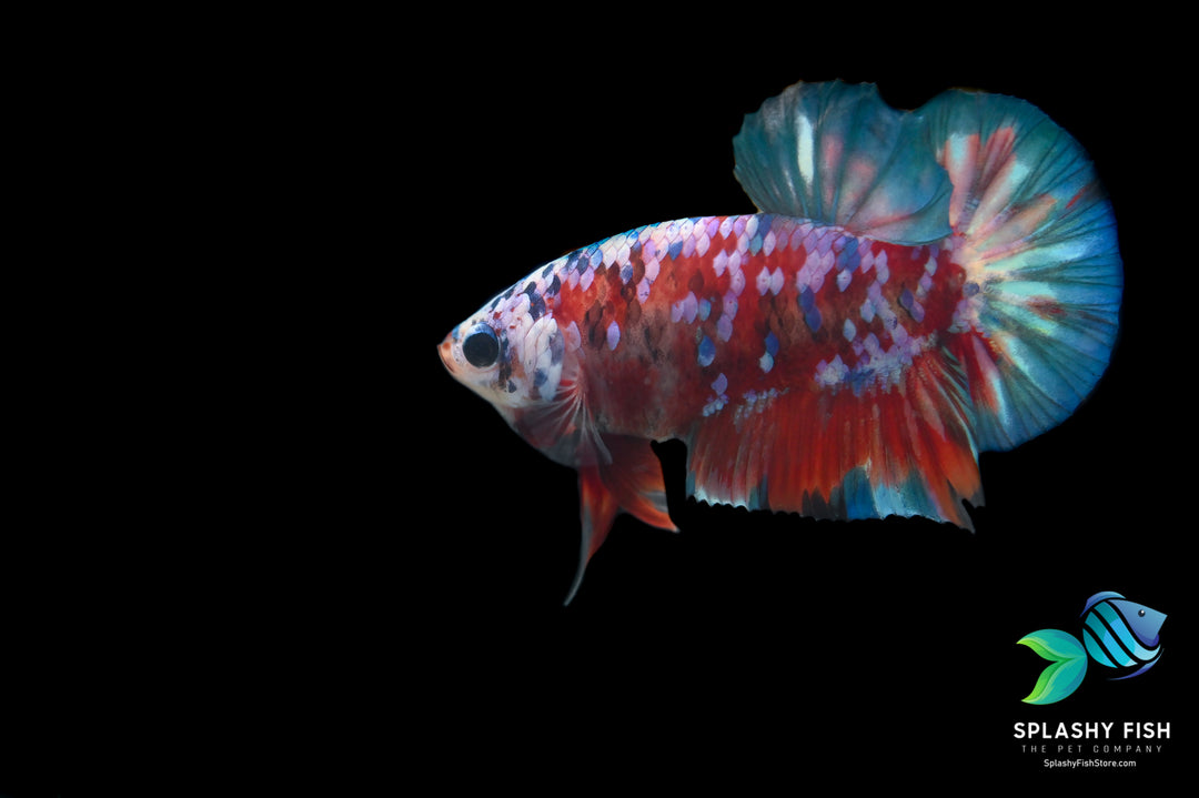 Deluxe (Grade A+) Show Grade Koi Galaxy Halfmoon Plakat Betta Fish