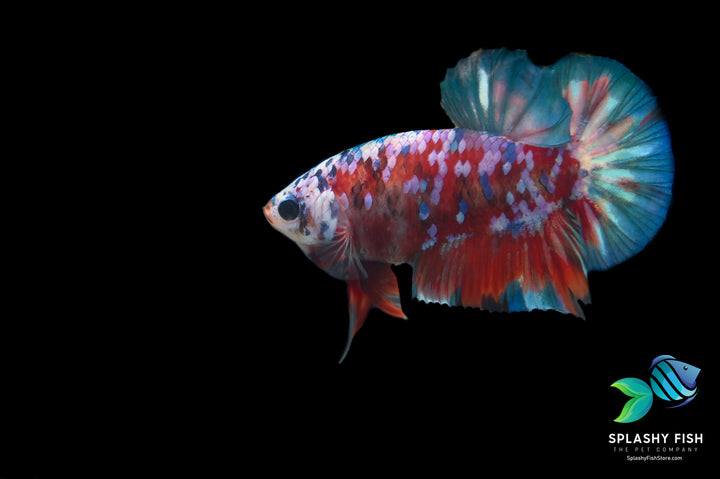 Deluxe (Grade A+) Show Grade Koi Galaxy Halfmoon Plakat Betta Fish