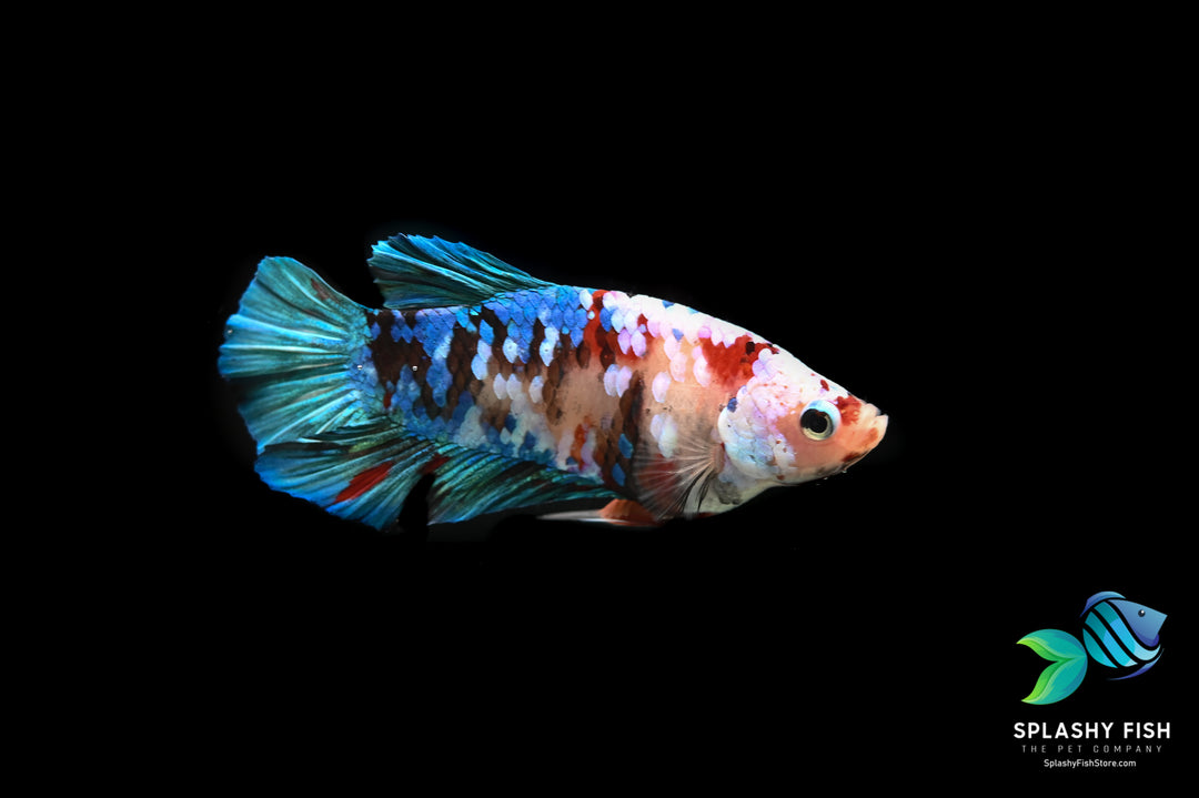 Koi Galaxy Halfmoon Plakat Betta Fish