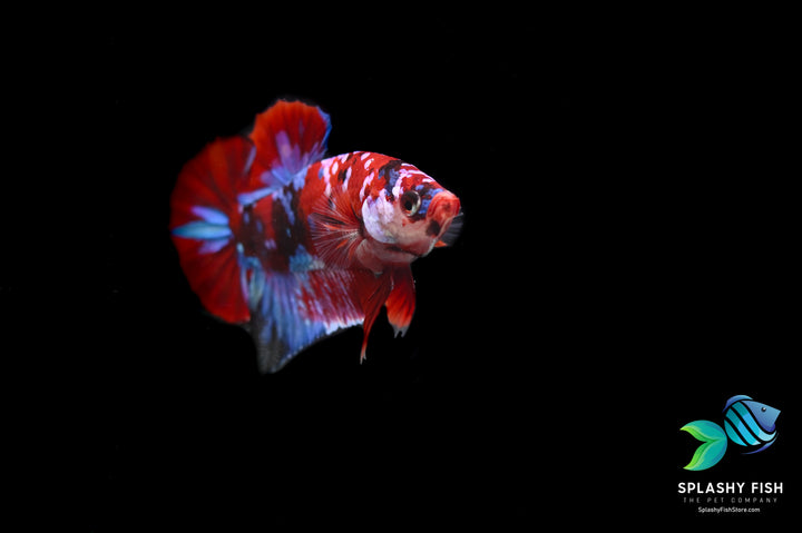 Koi Galaxy Halfmoon Plakat Betta Fish