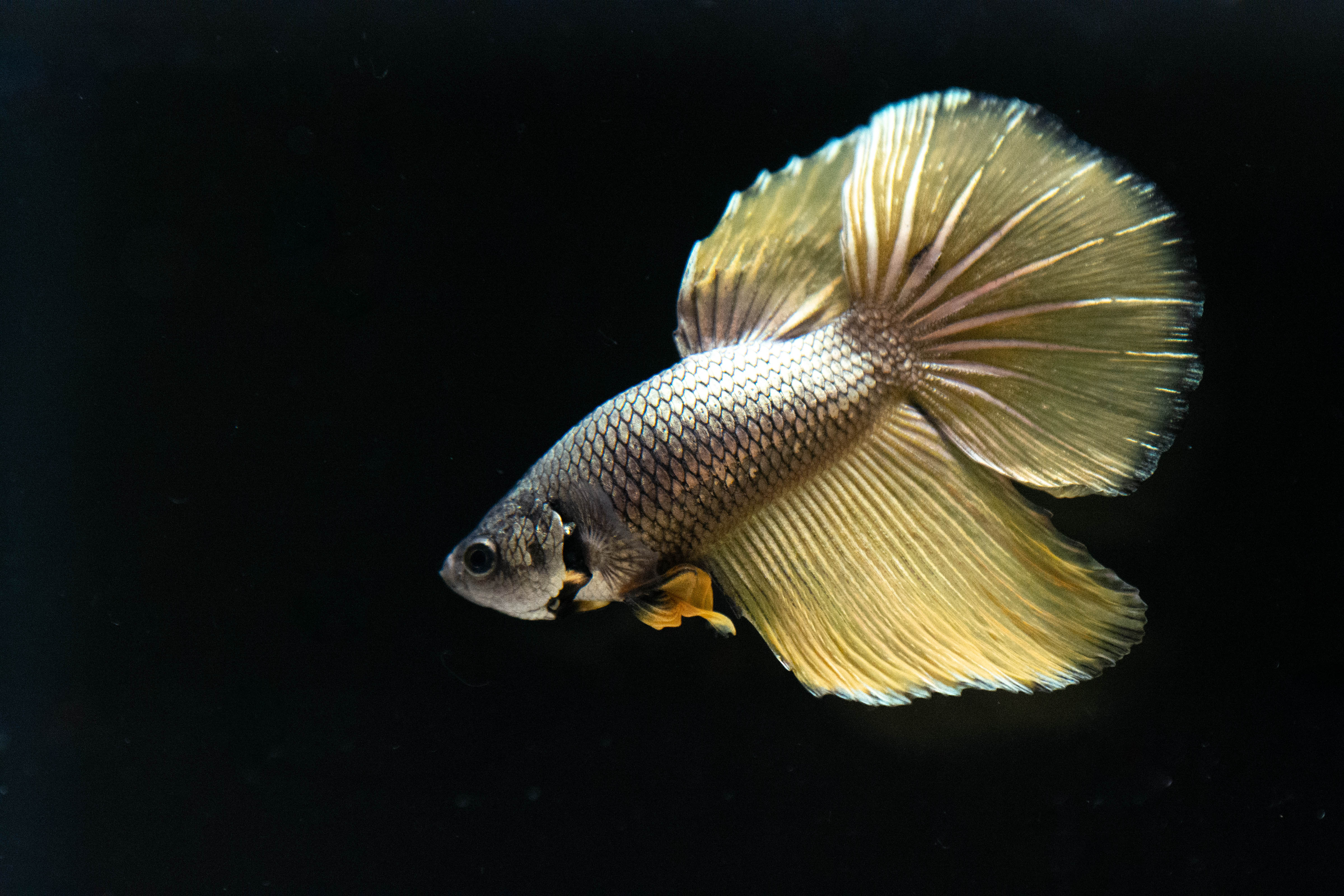 Copper Halfmoon Betta Fish For Sale | Freshwater FIsh