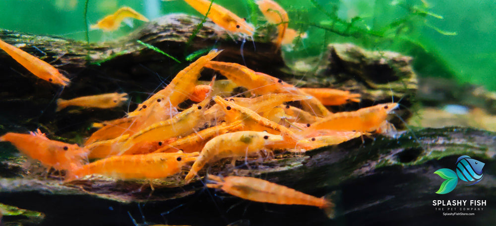 Orange Sunkist Shrimp For Sale on Chola Wood, orange sunkist shrimp for sale, buy orange sunkist shrimp aquarium online, orange sunkist neocaridina shrimp, orange shrimp for aquarium, orange sunkist freshwater shrimp, orange shrimp for sale