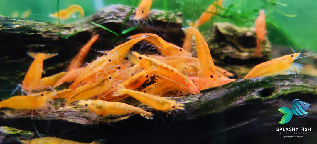 Orange Sunkist Shrimp on Chola Wood, orange sunkist shrimp for sale, orange sunkist neocaridina shrimp, buy orange shrimp aquarium online, orange neocaridina shrimp, orange shrimp for aquarium, orange sunkist freshwater shrimp