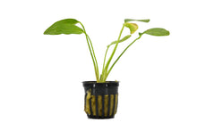 Echinodorus Green Ozelot Sword Plant