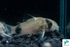 Panda Corydoras Fish (Panda Cory Catfish)
