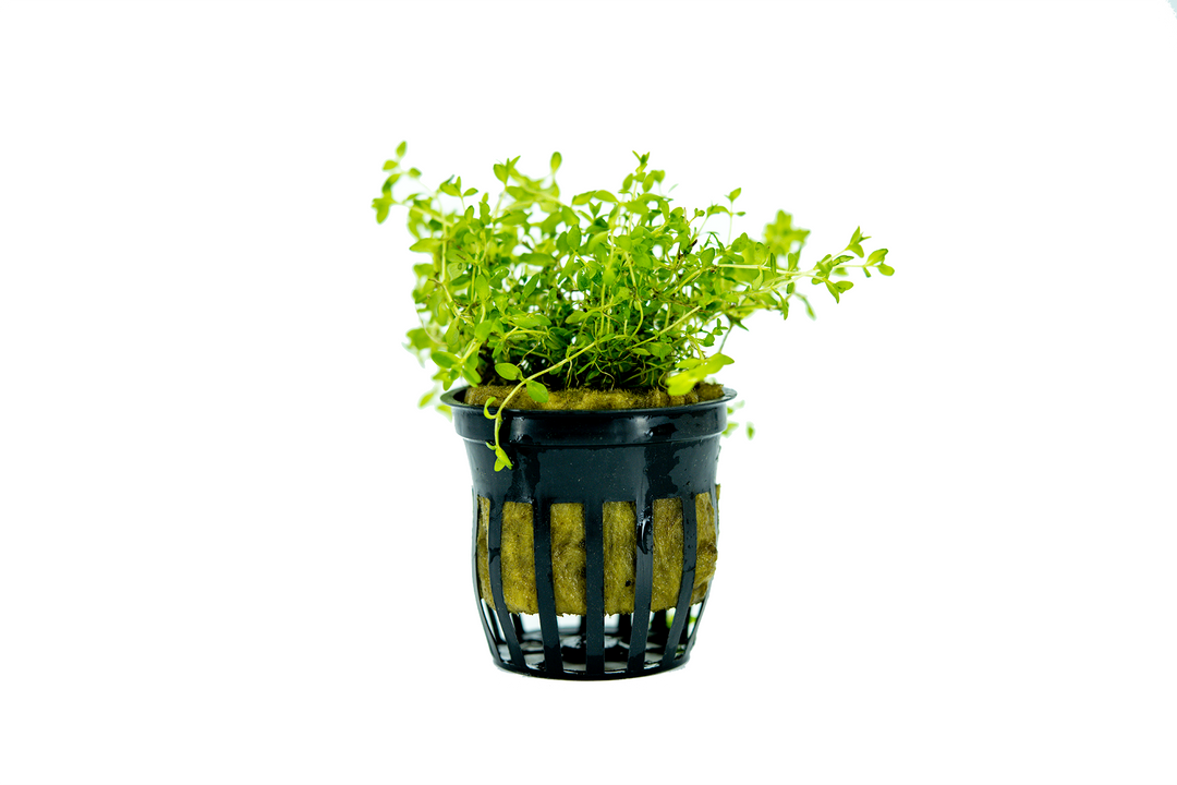 potted pearl weed aquarium plant