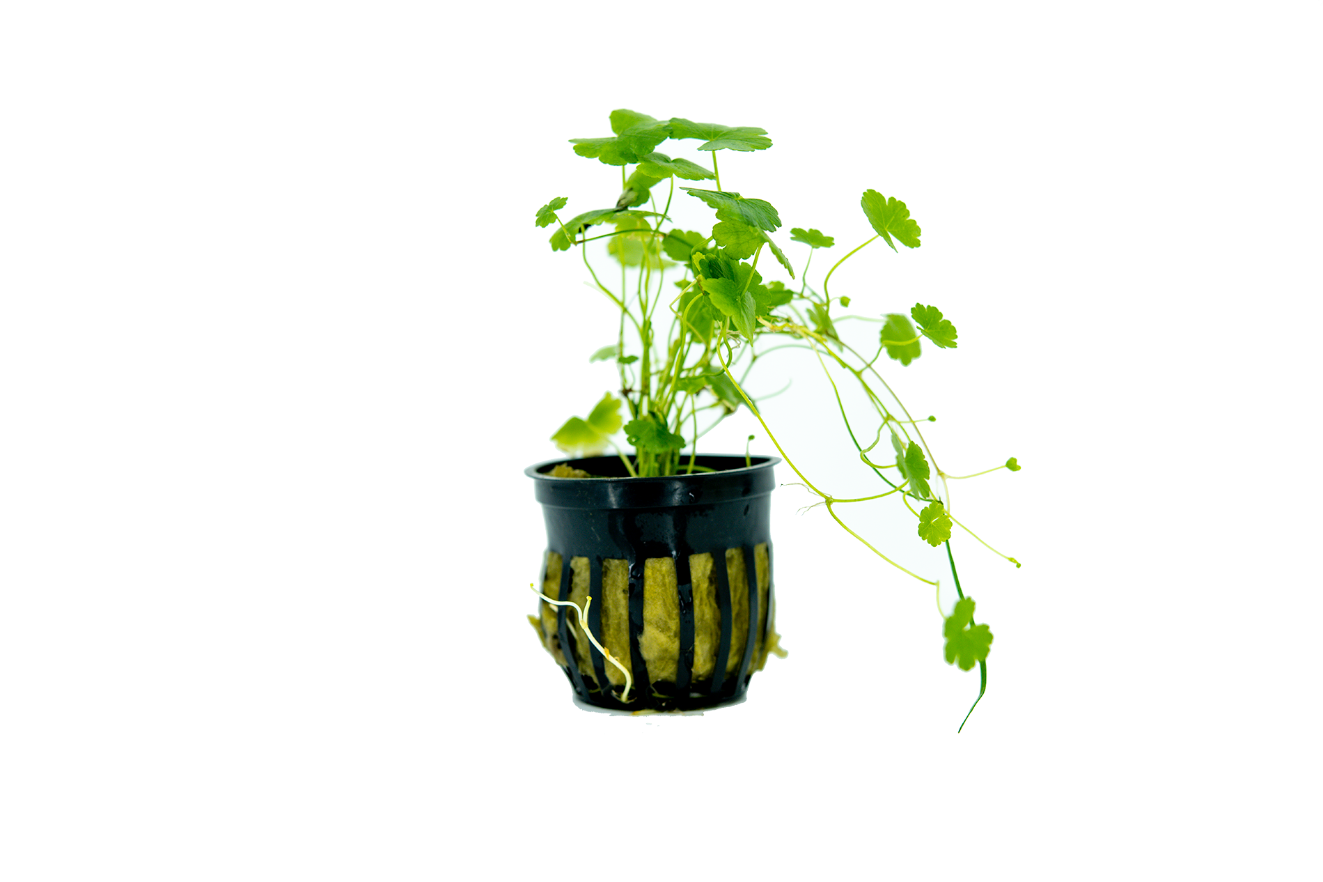 Pennywort Japan Plant | Tropical Plant