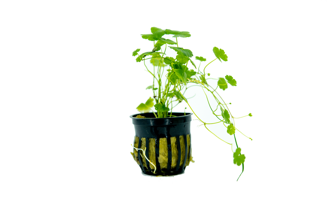 hydrocotyle japan, dwarf pennywort, pennywort, japanese dwarf, hydrocotyle tripartita japan, how to plant pennywort in aquarium, pennywort care, japanese aquarium plants, pennywort in aquarium, japanese dwarf pennywort plant for sale, pennywort plants for sale, japanese pennywort plant for sale