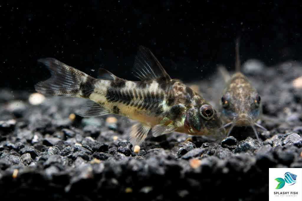 peppered corydoras for sale, peppered cory catfish for sale, peppered cory fish, peppered cory catfish size, peppered cory catfish male female, buy peppered corydoras online