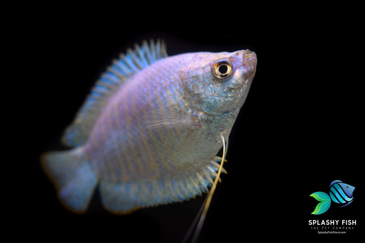 Male Powder Blue Dwarf Gourami For Sale, Powder Blue Dwarf Gourami For Sale, blue gourami, powder blue dwarf gourami, powder blue gourami, blue dwarf gourami, blue gourami fish, dwarf powder blue gourami, blue powder gourami, dwarf blue gourami, blue gourami size, female powder blue dwarf gourami, blue gouramis, gourami blue, powder blue gourami size, blue powder dwarf gourami, dwarf gourami blue