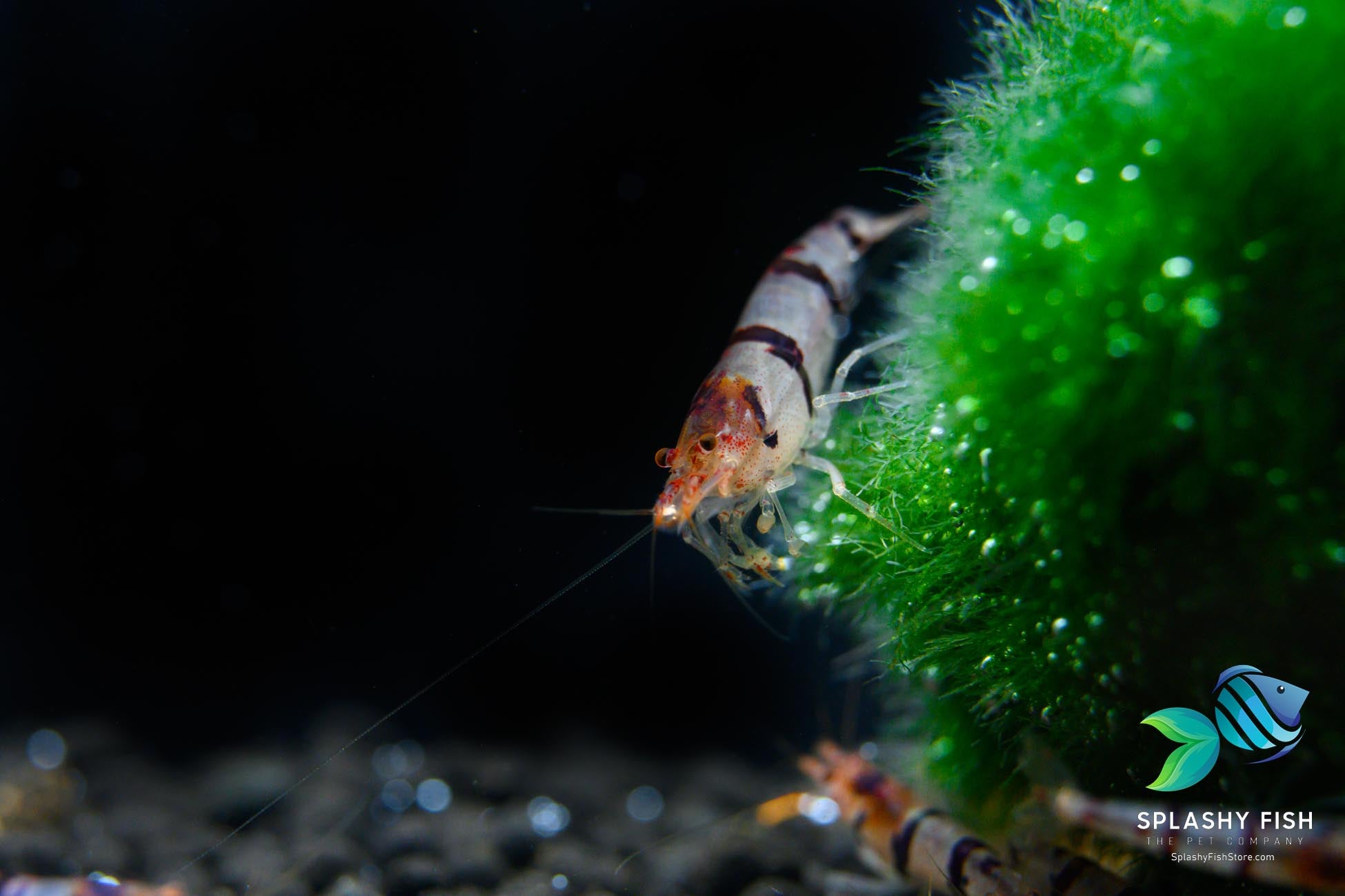 Raccoon Tiger Shrimp for sale, racoon tiger shrimp, raccoon tiger caridina shrimp for sale, buy raccoon tiger shrimp online, raccoon tiger freshwater shrimp, raccoon tiger shrimp with moss balls, raccoon tiger shrimp in aquarium