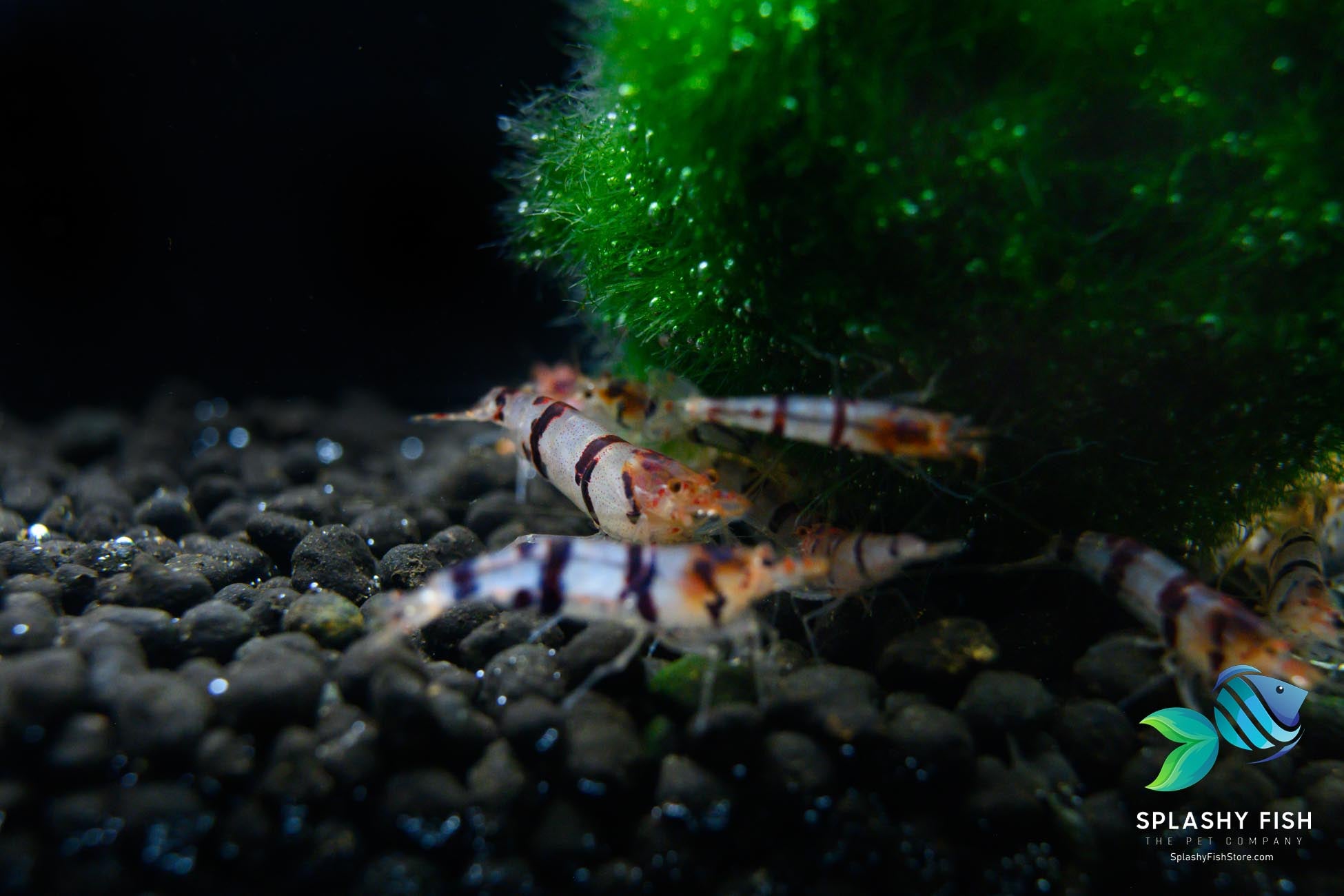 raccoon tiger shrimp for sale, racoon tiger shrimp, raccoon tiger caridina shrimp, raccoon tiger freshwater shrimp, raccoon tiger shrimp in aquairum, raccoon tiger shrimp with marimo moss balls, live raccoon tiger shrimp buy online