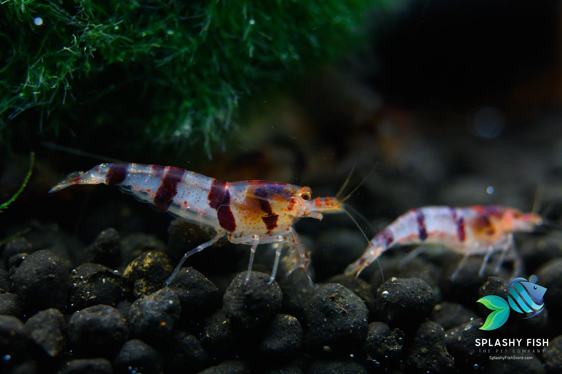 raccoon tiger caridina shrimp, raccoon tiger freshwater shrimp, raccoon tiger shrimp for sale, buy raccoon tiger shrimp online, racoon tiger shrimp, raccoon tiger shrimp in aquarium, raccoon tiger shrimp for fish tank