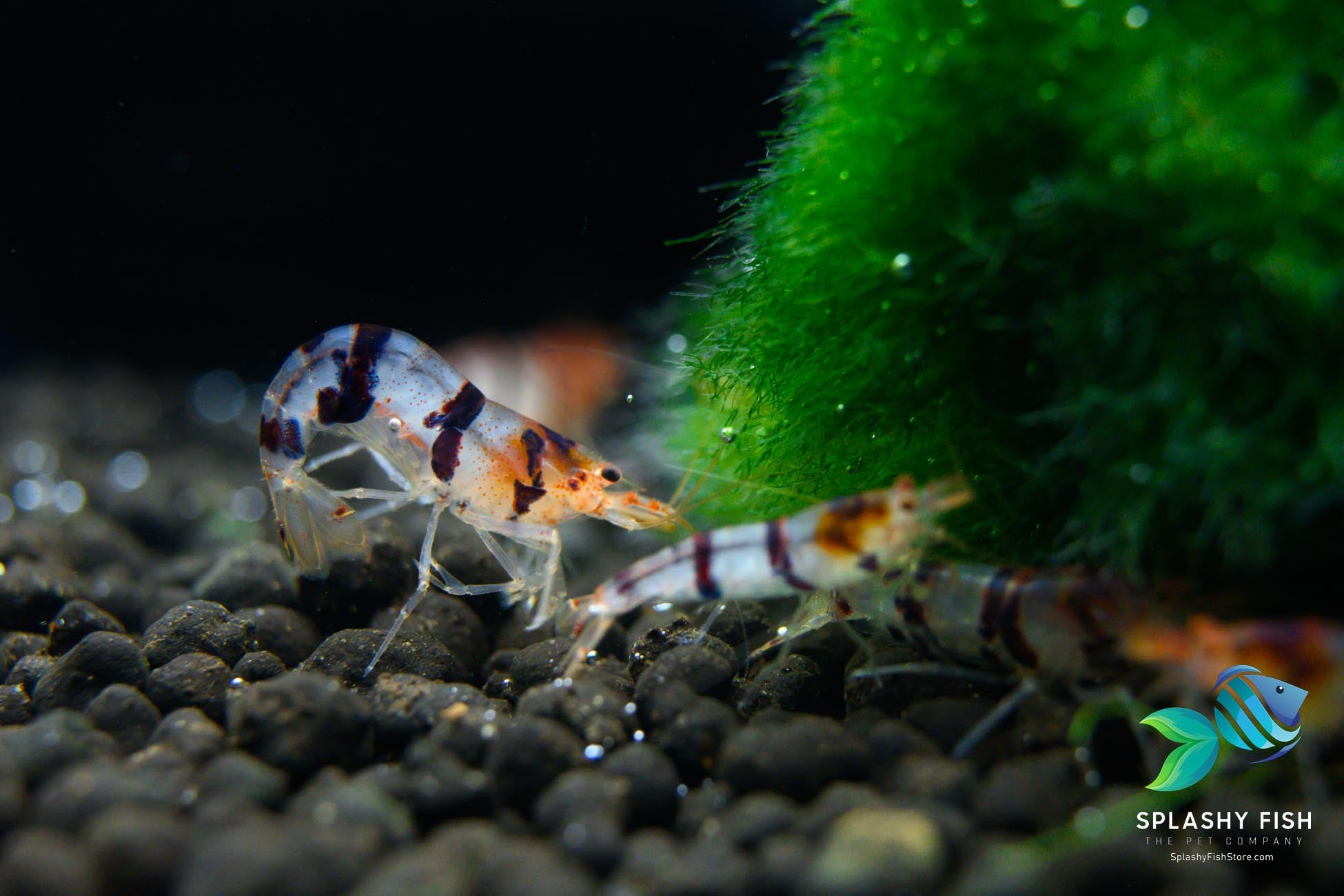 Raccoon Tiger Shrimp with Marimo Moss Balls, raccoon tiger shrimp for sale, buy raccoon tiger shrimp online near me, racoon tiger shrimp, raccoon tiger caridina shrimp, raccoon tiger freshwater shrimp