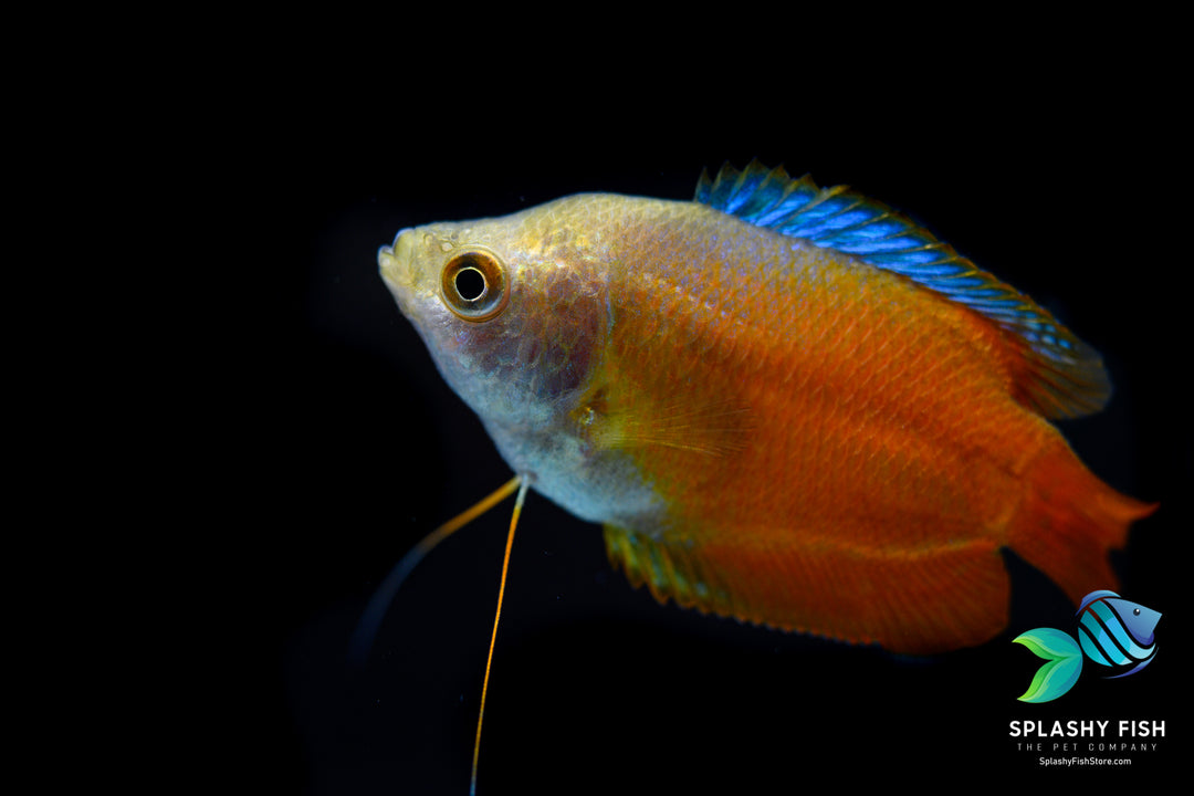 Flame Dwarf Gourami For Sale, flame dwarf gourami, flame gourami, rainbow gourami, red dwarf gourami, dwarf flame gourami, red gourami, red fire dwarf gourami, trichogaster lalius, red flame gourami, red flame dwarf gourami, gourami fish for sale