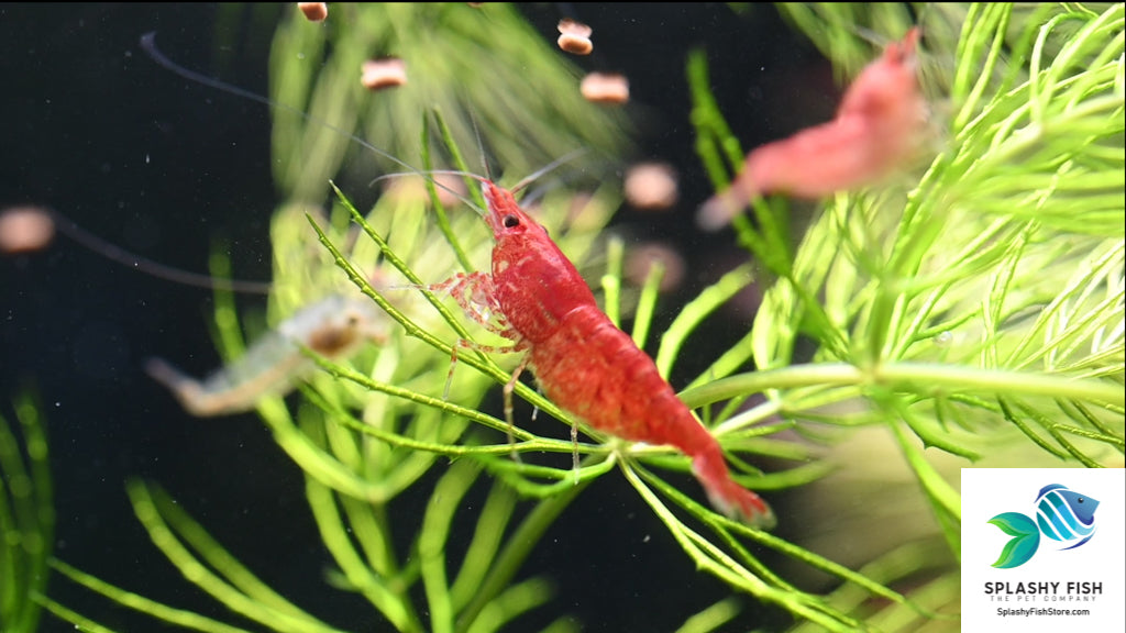 Sakura Red Cherry Shrimp | Neocaridina Shrimp | Freshwater Shrimp For Sale | Cherry Shrimp