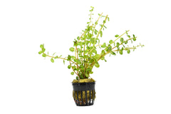Rotala Aquatic Plant