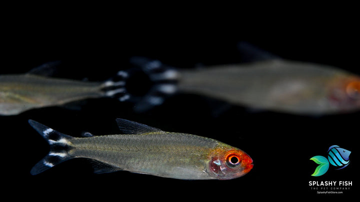 rummy nose tetra Fish with bright red head swimming in school 