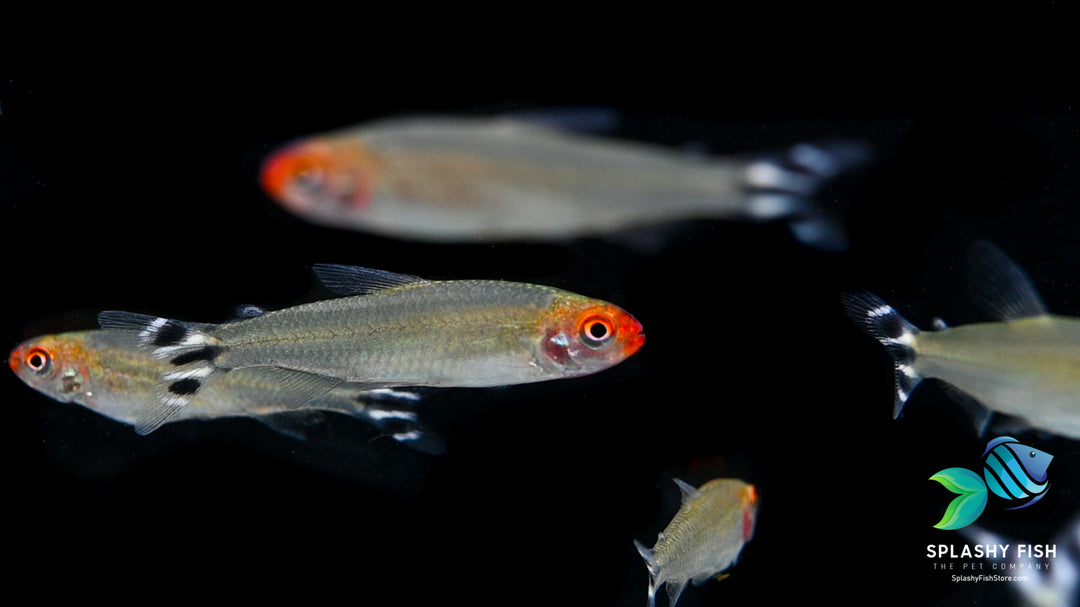 Rummy-nose tetra Fish in a school Freshwater aquarium fish