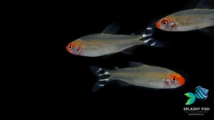 school of three rummy nose tetra fish