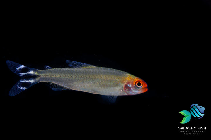rummynose tetra fish for sale with a very nice red head