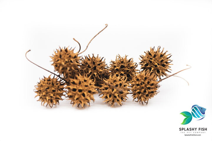 Sweet Gum Tree Pods