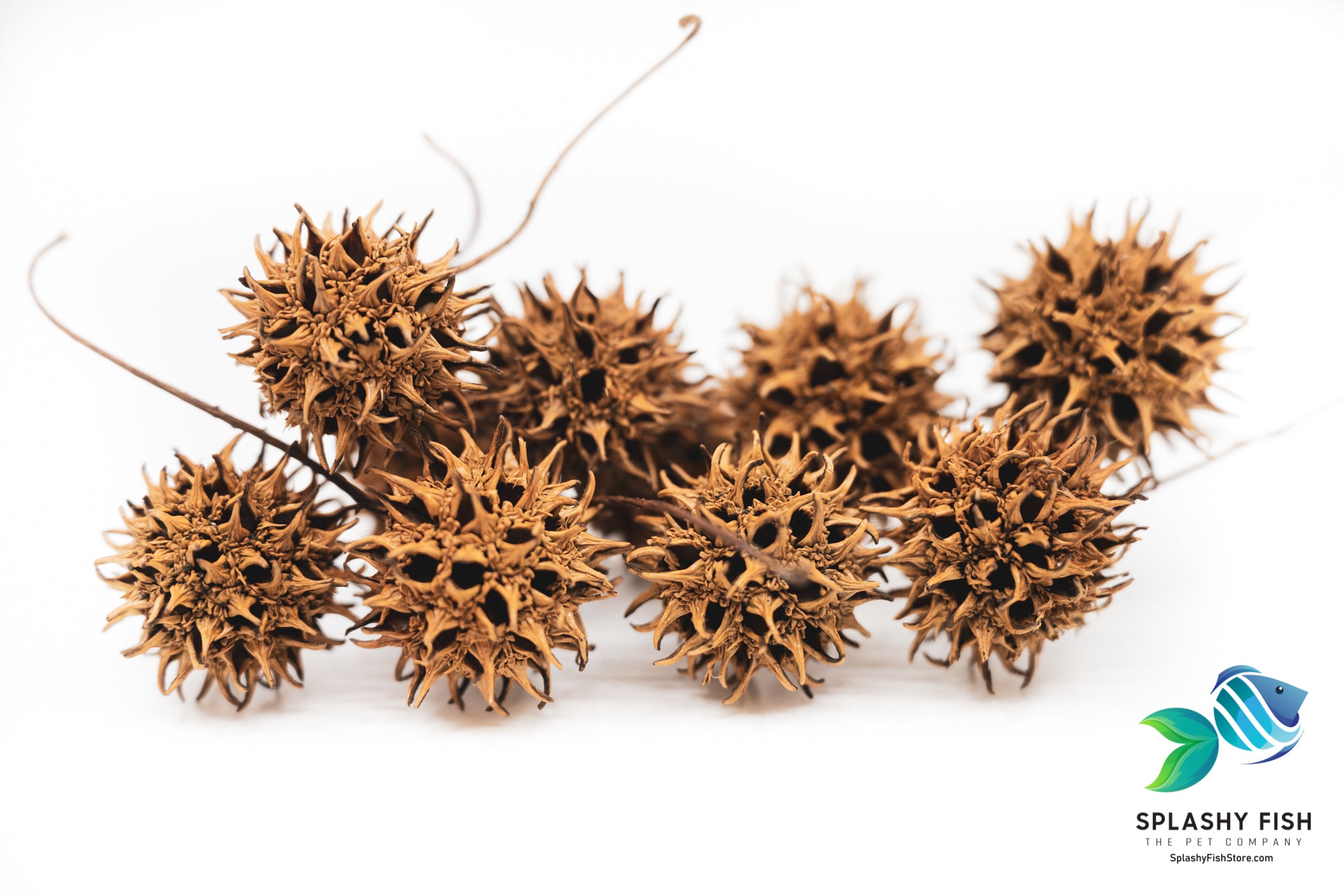 Sweet Gum Tree Pods For Natural looking fish tank release tannins acid which increase fish health