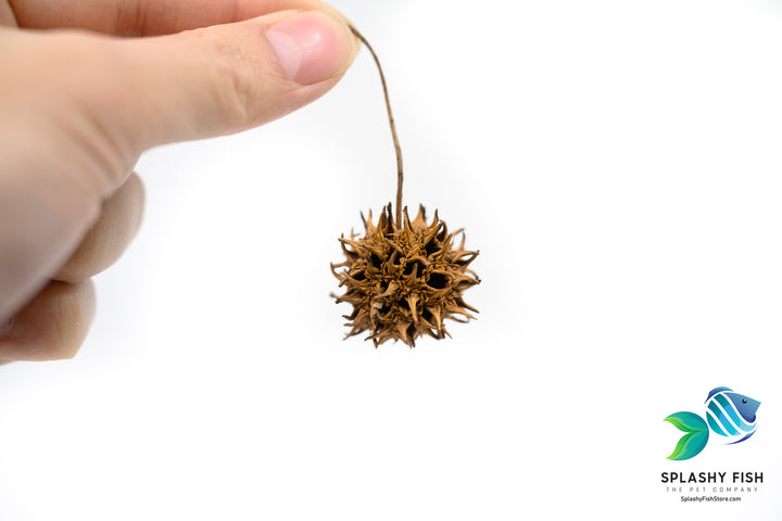 Close up of sweet Gum Tree Pods Aquarium botanicals product for sale