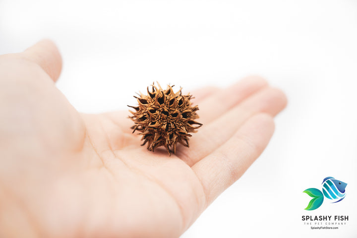 Sweet Gum Tree Pods
