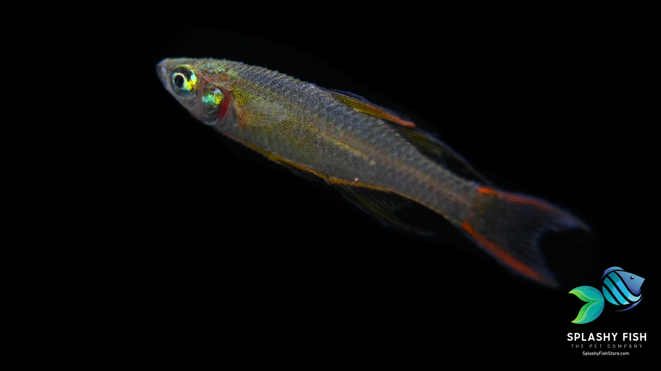 Threaded Fin Dwarf Rainbow Fish