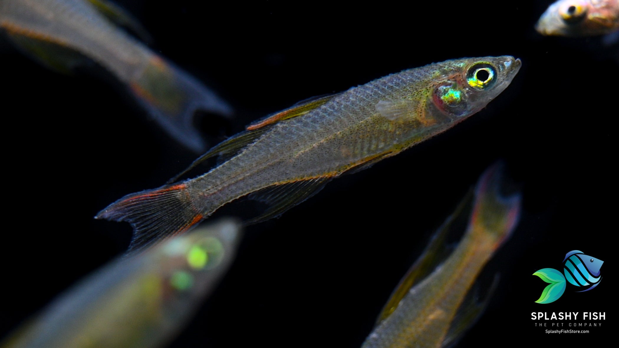 Threaded Fin Dwarf Rainbow Fish