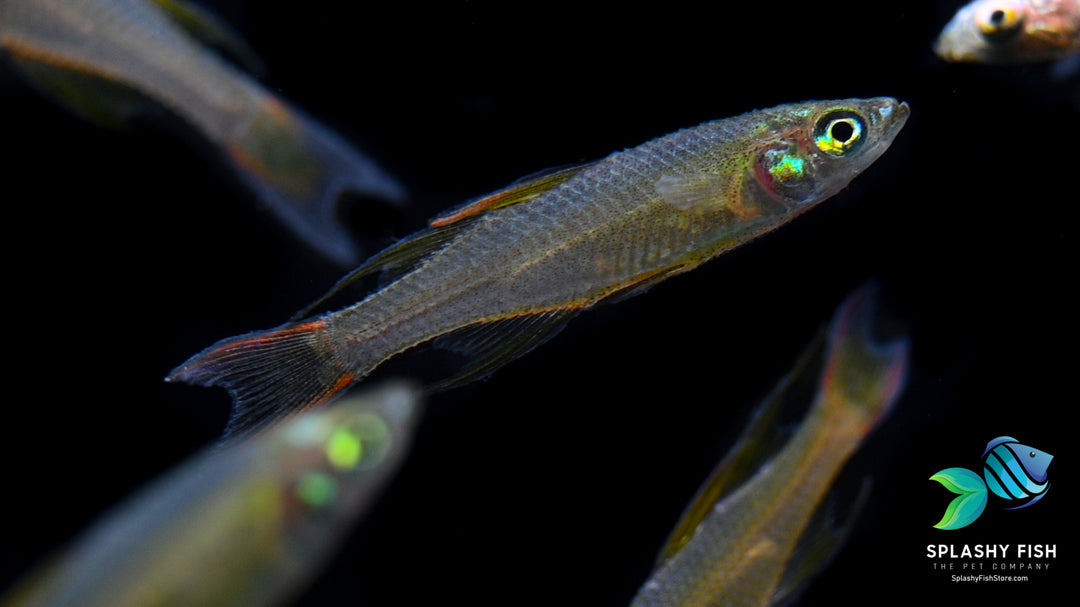 Thread Fin Fish Small Threaded Fin Dwarf Rainbow Fish For Sale | Splashy Fish