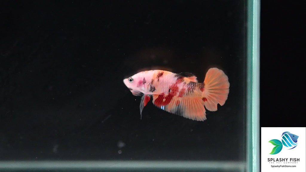 Koi Nemo Male Betta Fish For Sale | Aquarium Fish Tank
