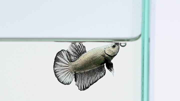 Black Dragon Halfmoon Plakat Betta Fish