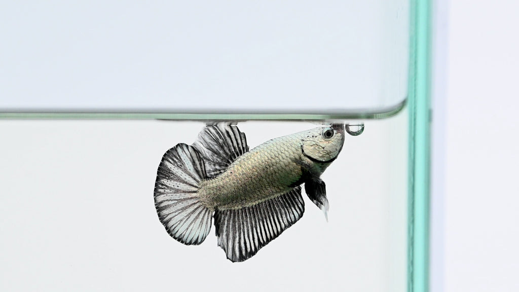 Black Dragon Halfmoon Plakat Betta Fish For Sale Splashy Fish