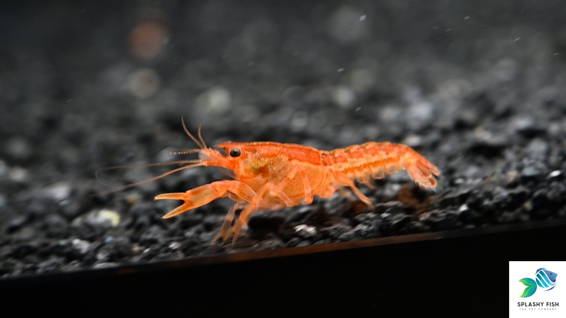 Dwarf Orange Mexican Lobster For Sale | Freshwater Inverts