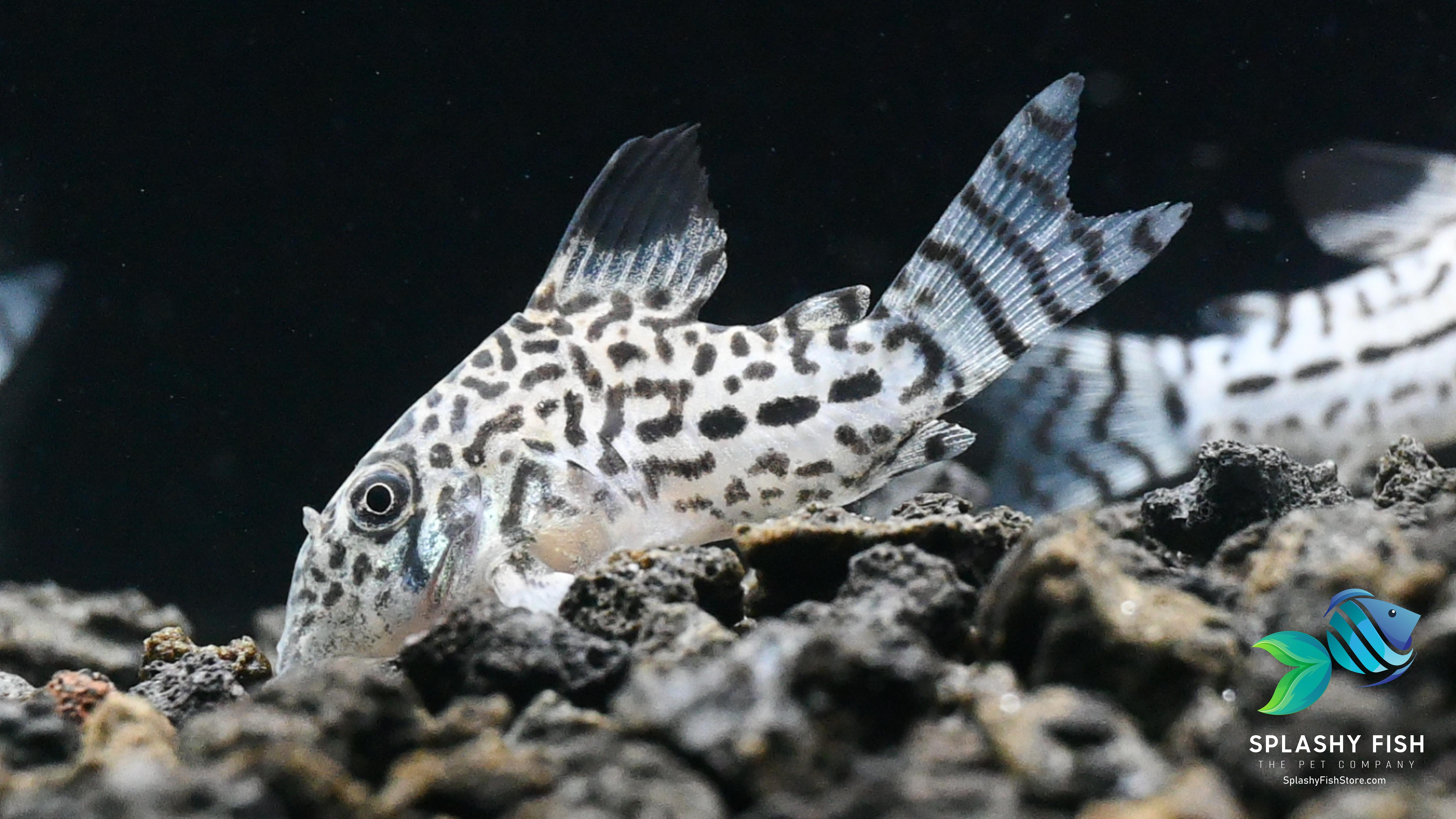 Julii Corydoras Fish For Sale | Live Tropical Fish Tank | Splashy Fish 