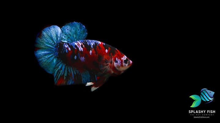 Deluxe (Grade A+) Show Grade Koi Galaxy Halfmoon Plakat Betta Fish