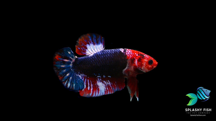 Red Fancy Halfmoon Plakat Betta Fish