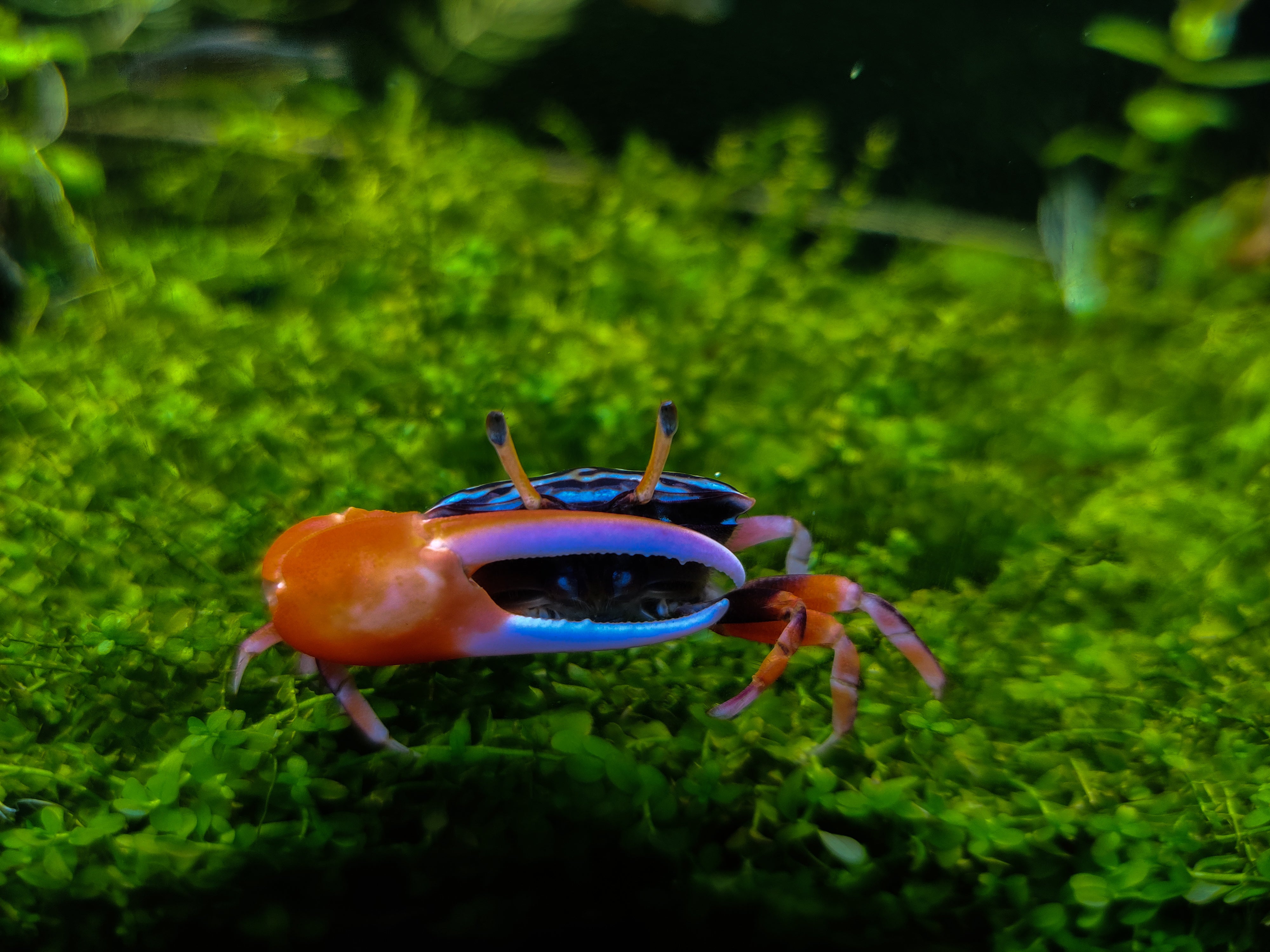 watermelon fiddler crab for sale, watermelon crab for sale, freshwater crab for sale, freshwater crabs for sale, watermelon fiddler crabs