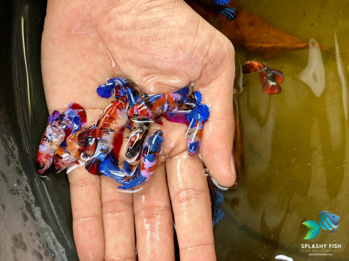 Koi Galaxy Female Betta Fish For Sale | Splashy Fish