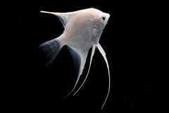 White Platinum Pearl Scale Angelfish