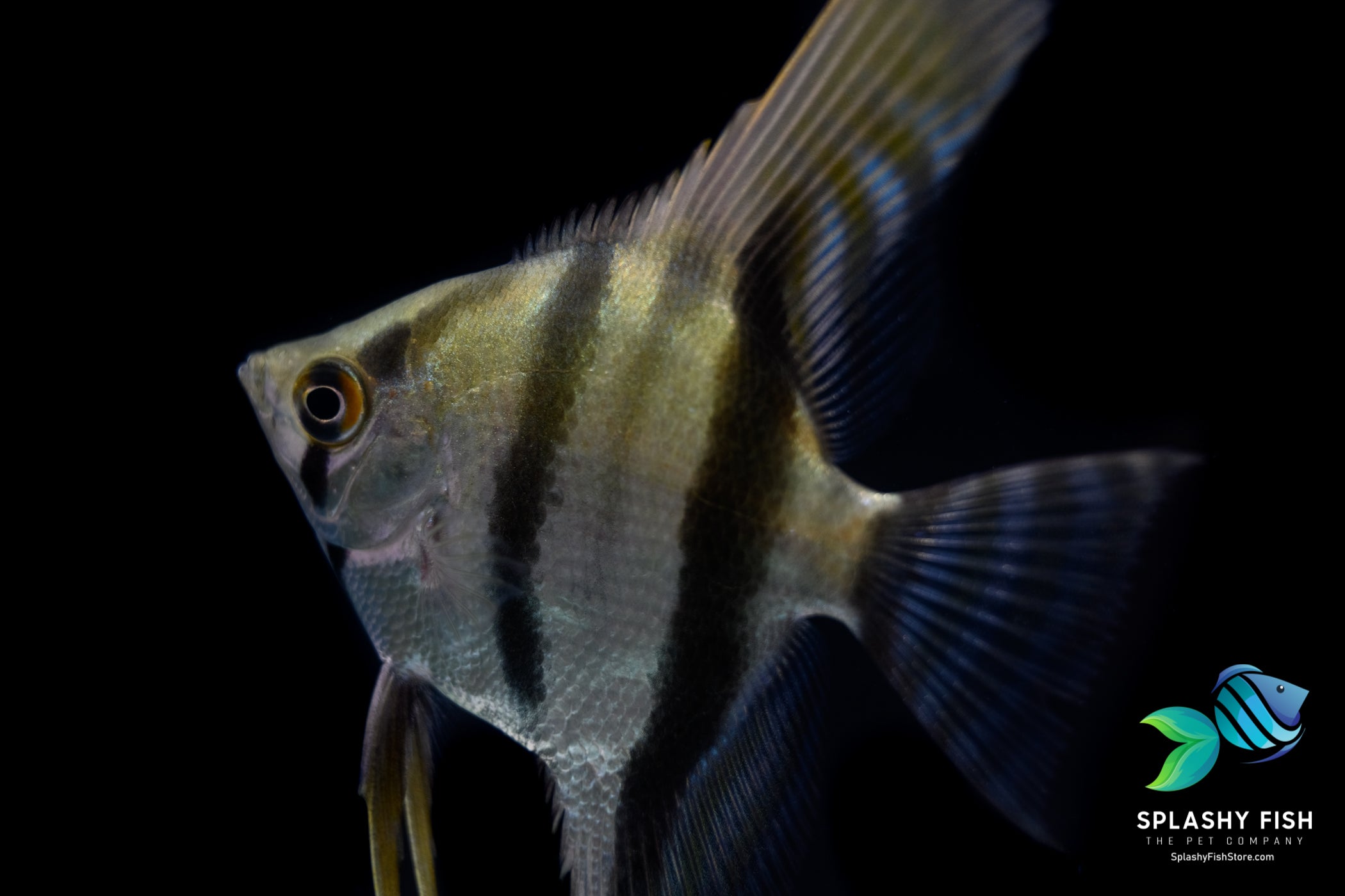 Male Black Stripe Angelfish 