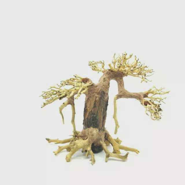 Aquascape Aquarium Driftwood For Sale | Aquarium Bonsai Tree | aquarium bonsai tree aquascape | aquarium trees